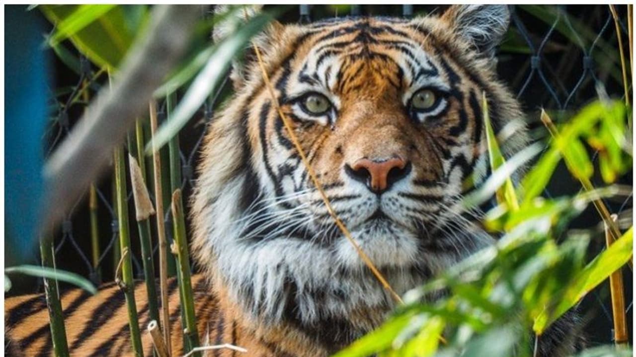 വന്യജീവികളെ സംരക്ഷിക്കണം, കാടിനടുത്ത് 40 ഏക്കര് ഭൂമി വാങ്ങി കാടാക്കി മാറ്റിയ ദമ്പതികള്... വന്യജീവികളെ സംരക്ഷിക്കണം, കാടിനടുത്ത് 40 ഏക്കര് ഭൂമി വാങ്ങി കാടാക്കി മാറ്റിയ ദമ്പതികള്...