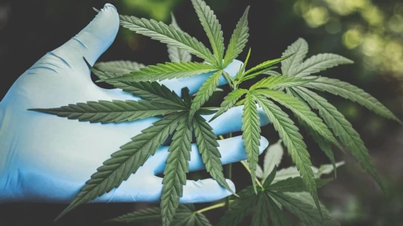 Karnataka Police seize 6,000 marijuana plants in sugarcane field Karnataka Police seize 6,000 marijuana plants in sugarcane field