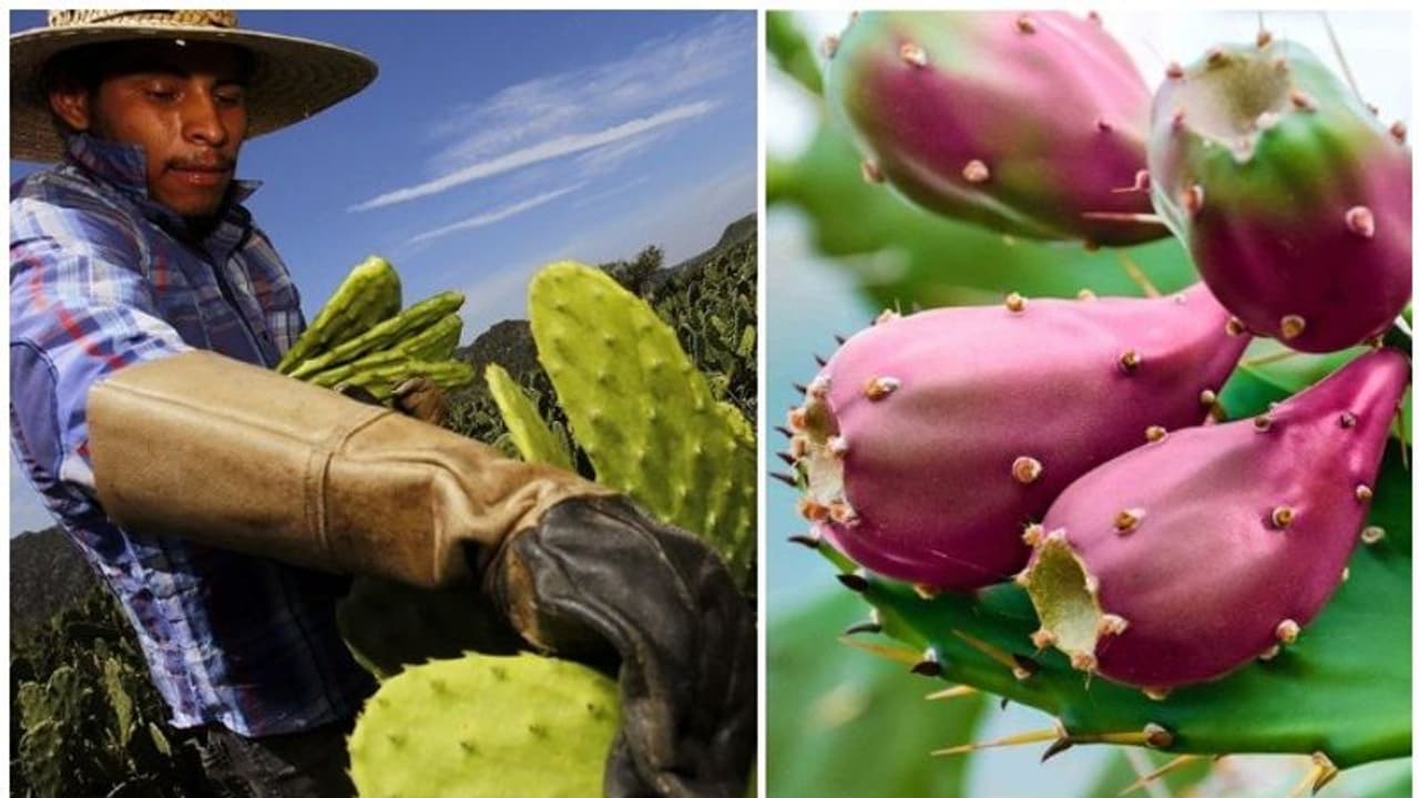 മരുഭൂമിയിൽ വിളയുന്ന 'ഗ്രീൻ ഗോൾഡ്', സലാഡിൽ ഇടാം, ചിപ്സ് ഉണ്ടാക്കാം, ബയോ ഫ്യൂവൽ ഉണ്ടാക്കി വണ്ടിയും ഓടിക്കാം മരുഭൂമിയിൽ വിളയുന്ന 'ഗ്രീൻ ഗോൾഡ്', സലാഡിൽ ഇടാം, ചിപ്സ് ഉണ്ടാക്കാം, ബയോ ഫ്യൂവൽ ഉണ്ടാക്കി വണ്ടിയും ഓടിക്കാം