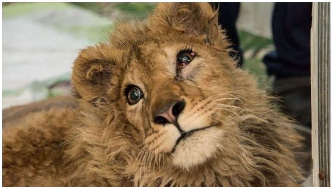 ടൂറിസ്റ്റുകൾക്ക് സെൽഫി എടുക്കാൻ വേണ്ടി സിംഹക്കുട്ടിയുടെ കാലുകൾ അടിച്ചൊടിച്ച് ഫോട്ടോഗ്രാഫർ ടൂറിസ്റ്റുകൾക്ക് സെൽഫി എടുക്കാൻ വേണ്ടി സിംഹക്കുട്ടിയുടെ കാലുകൾ അടിച്ചൊടിച്ച് ഫോട്ടോഗ്രാഫർ