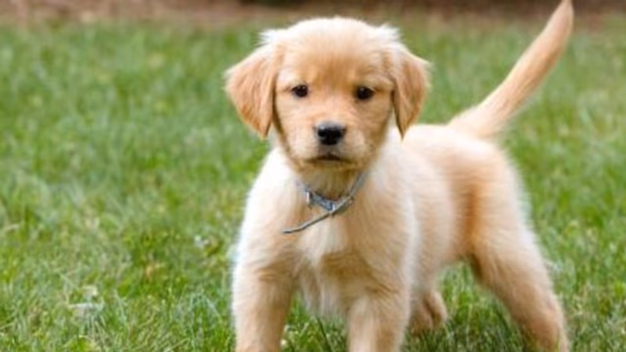 വളര്ത്തുപട്ടികള്ക്ക് ചോക്ലേറ്റ് കൊടുക്കാമോ?; അവര്ക്ക് കൊടുക്കരുതാത്ത നാല് തരം ഭക്ഷണം... വളര്ത്തുപട്ടികള്ക്ക് ചോക്ലേറ്റ് കൊടുക്കാമോ?; അവര്ക്ക് കൊടുക്കരുതാത്ത നാല് തരം ഭക്ഷണം...