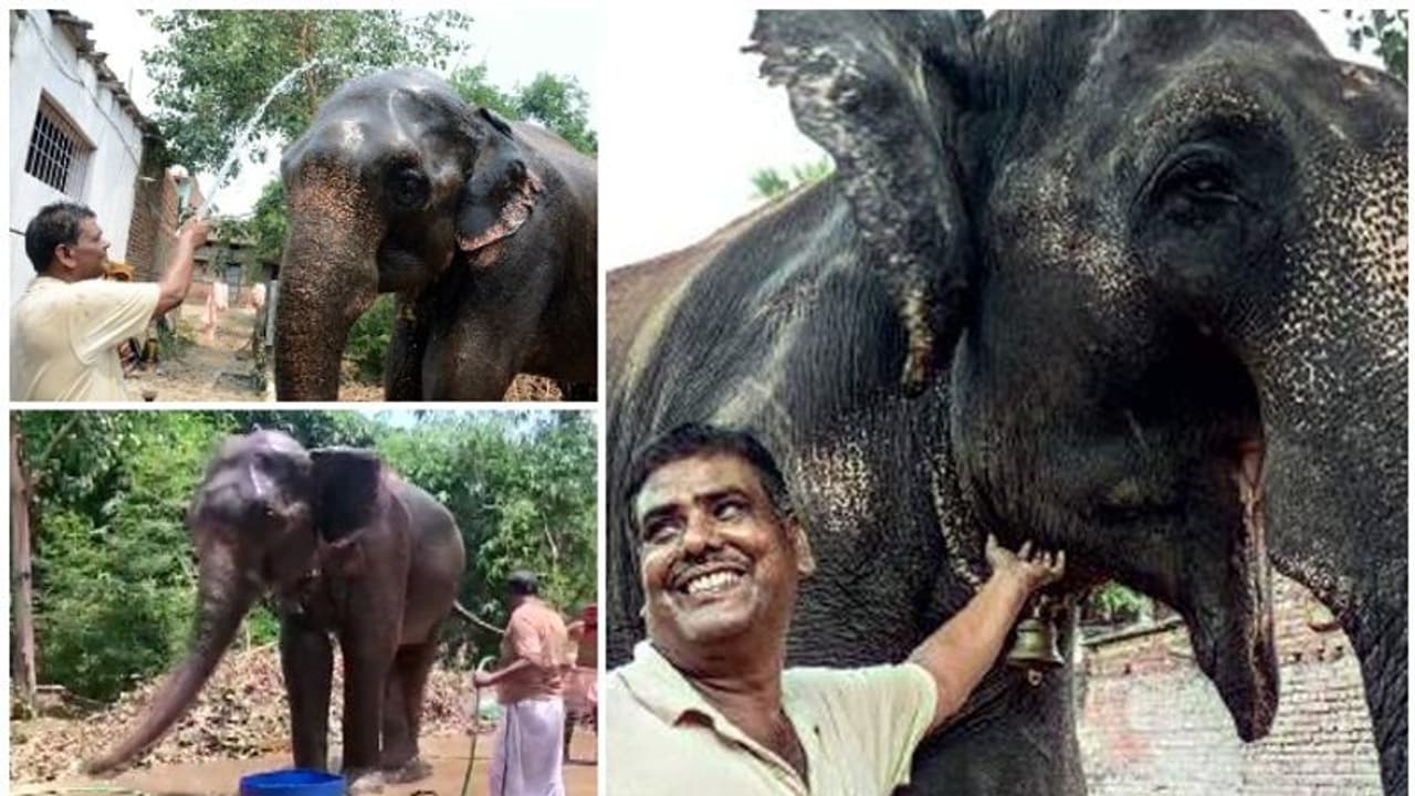 ആനയോളം വലിയ കരുതൽ; അഞ്ച് കോടിയുടെ സ്വത്ത് ആനകളുടെ പേരിലെഴുതി അമ്പതുകാരൻ ആനയോളം വലിയ കരുതൽ; അഞ്ച് കോടിയുടെ സ്വത്ത് ആനകളുടെ പേരിലെഴുതി അമ്പതുകാരൻ