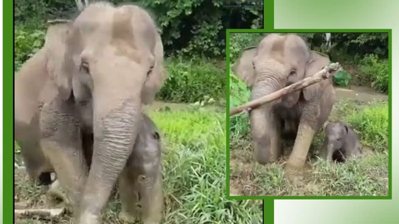 Mother elephant removes barrier for her newborn's baby steps; video goes viral Mother elephant removes barrier for her newborn's baby steps; video goes viral
