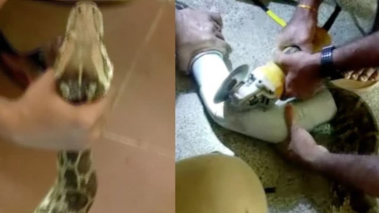 ഇര തേടി വന്ന് പൈപ്പിനുള്ളില് ദിവസങ്ങളോളം കുടുങ്ങിയ മലമ്പാമ്പ്, ഒടുവില് രക്ഷ; വീഡിയോ... ഇര തേടി വന്ന് പൈപ്പിനുള്ളില് ദിവസങ്ങളോളം കുടുങ്ങിയ മലമ്പാമ്പ്, ഒടുവില് രക്ഷ; വീഡിയോ...