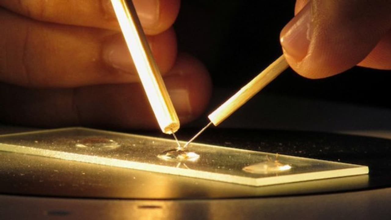 കൊതുകിന്റെ തുപ്പലില് നിന്ന് വാക്സിന്; മനുഷ്യരിലും പരീക്ഷിച്ചു... കൊതുകിന്റെ തുപ്പലില് നിന്ന് വാക്സിന്; മനുഷ്യരിലും പരീക്ഷിച്ചു...