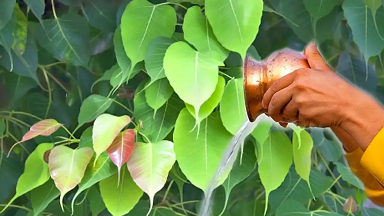 ಭಾನುವಾರ ಅಶ್ವತ್ಥ ಮರವನ್ನು ಪೂಜಿಸಿದ್ರೆ ಮನೆಗೆ ಬರ್ತಾಳೆ ದರಿದ್ರ ಲಕ್ಷ್ಮೀ! ಯಾಕೆ ಗೊತ್ತಾ?