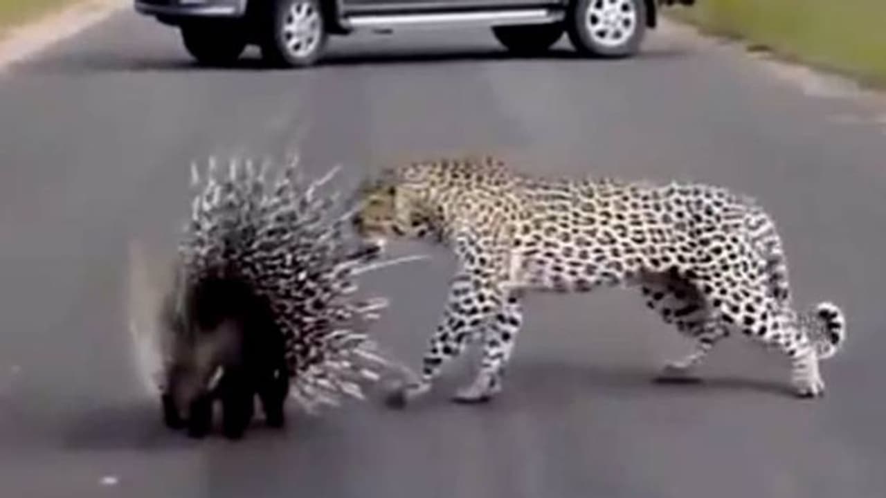 പുള്ളിപ്പുലിയുടെയും മുള്ളൻ പന്നിയുടെയും പോരാട്ടം; വൈറലായി വീഡിയോ