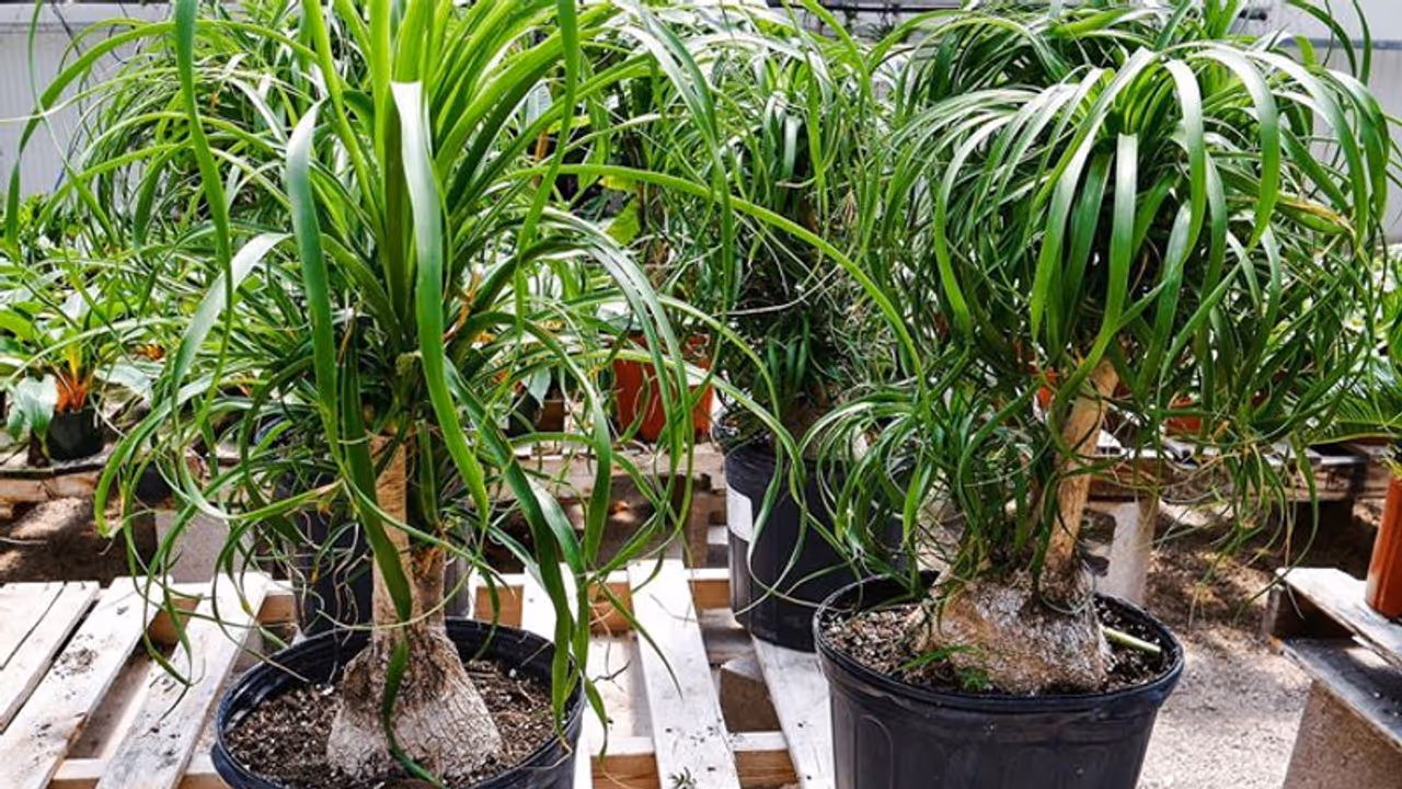 പോണിടെയ്ല് പന അഥവാ എലഫെന്റ് ഫൂട്ട് ചെടി ; വല്ലപ്പോഴും മാത്രം നനച്ചാലും തഴച്ചുവളരും പോണിടെയ്ല് പന അഥവാ എലഫെന്റ് ഫൂട്ട് ചെടി ; വല്ലപ്പോഴും മാത്രം നനച്ചാലും തഴച്ചുവളരും