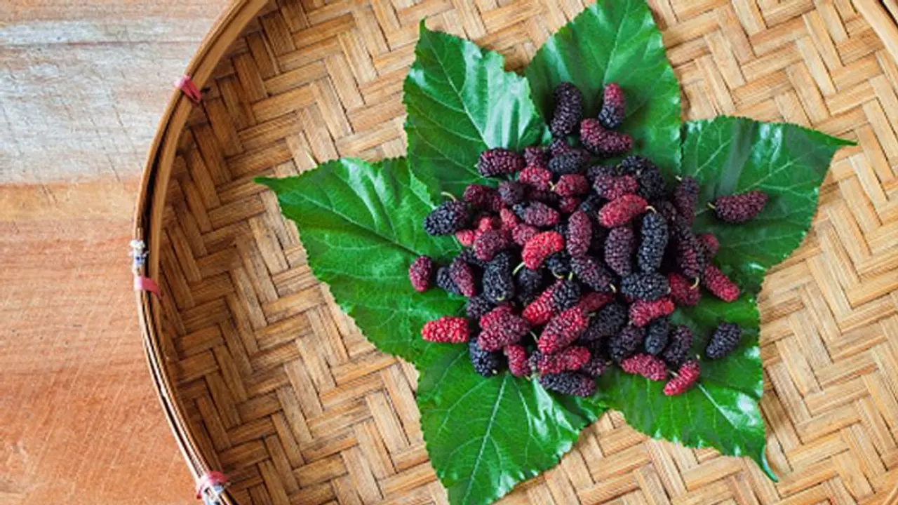 വെളുപ്പും കറുപ്പും ചുവപ്പും മള്ബറികള്; വരള്ച്ചയെ പ്രതിരോധിക്കാന് കഴിയുന്ന പഴച്ചെടി വെളുപ്പും കറുപ്പും ചുവപ്പും മള്ബറികള്; വരള്ച്ചയെ പ്രതിരോധിക്കാന് കഴിയുന്ന പഴച്ചെടി