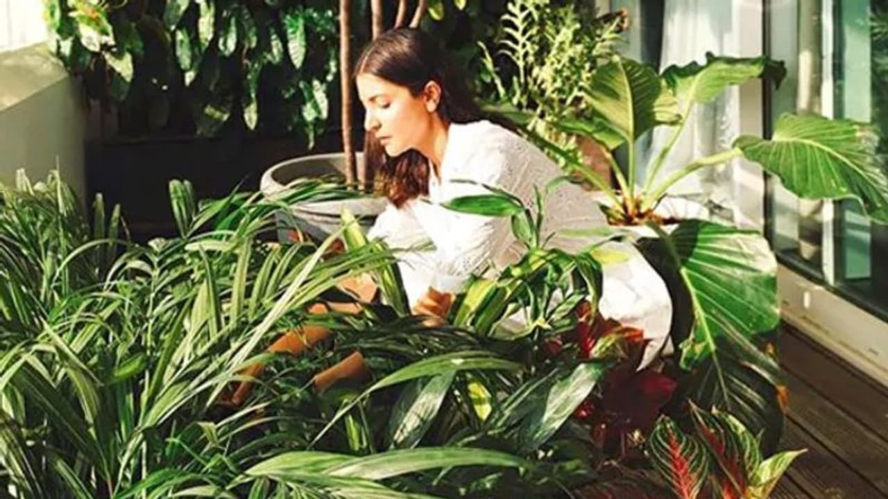 'കൊതിപ്പിക്കുന്ന വീട്'; അനുഷ്ക പങ്കുവയ്ക്കുന്ന ചിത്രങ്ങള്... 'കൊതിപ്പിക്കുന്ന വീട്'; അനുഷ്ക പങ്കുവയ്ക്കുന്ന ചിത്രങ്ങള്...