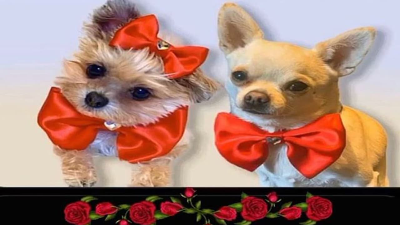 कुत्ते के जन्मदिन पर भव्य पार्टी, सात लाख खर्च कर दिया मालिक ने, COVID 19 के उल्लंघन में तीन अरेस्ट कुत्ते के जन्मदिन पर भव्य पार्टी, सात लाख खर्च कर दिया मालिक ने, COVID 19 के उल्लंघन में तीन अरेस्ट