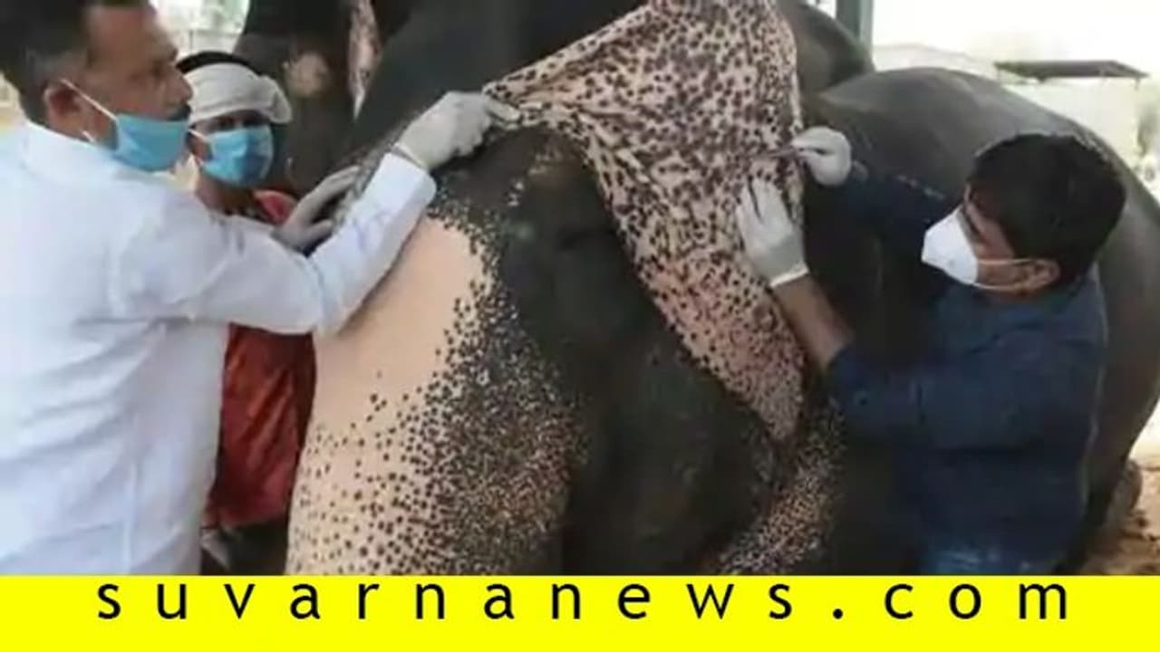 ಆನೆಗಳಿಗೂ ಕೊರೋನಾ ಪರೀಕ್ಷೆ ಶುರು! ಆನೆಗಳಿಗೂ ಕೊರೋನಾ ಪರೀಕ್ಷೆ ಶುರು!