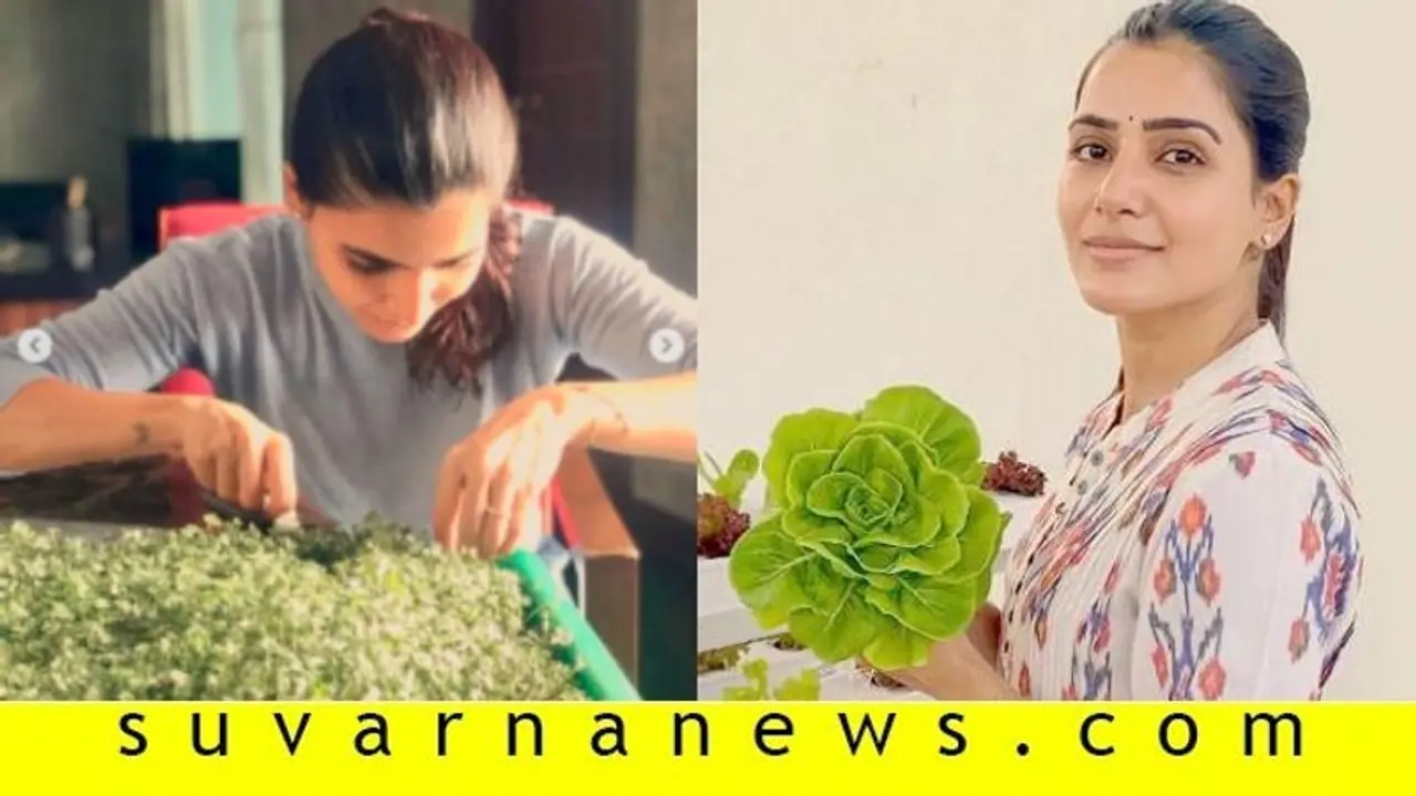 ಲಾಕ್‌ಡೌನ್‌ನಲ್ಲಿ ಸಮಂತಾ ಶುರು ಹಚ್ಕೊಂಡ್ರು ಹೊಸ ಹವ್ಯಾಸ..! ಟೆರೇಸ್ ಗಾರ್ಡನ್ ಹೇಗಿದೆ ನೋಡಿ