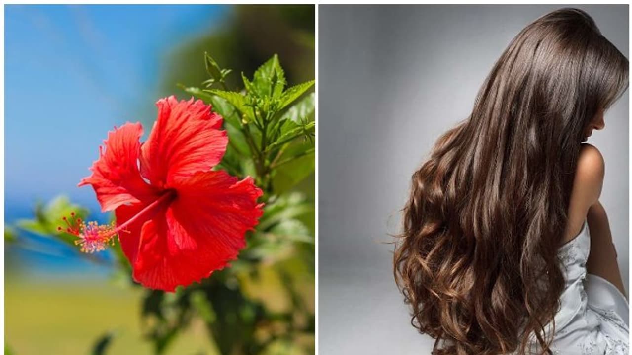 മുടി തഴച്ച് വളരാൻ ചെമ്പരത്തി; ഈ രീതിയിൽ ഉപയോഗിക്കൂ മുടി തഴച്ച് വളരാൻ ചെമ്പരത്തി; ഈ രീതിയിൽ ഉപയോഗിക്കൂ