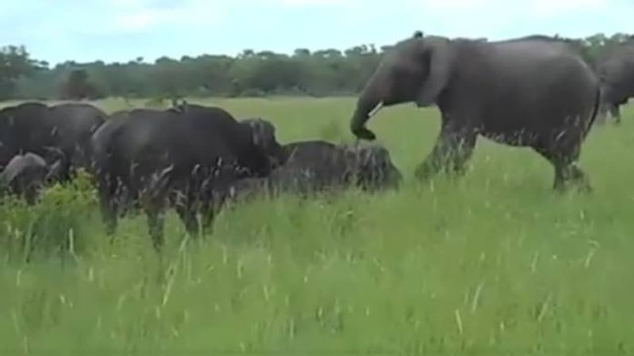 കാട്ടുപോത്തിനെ പ്രകോപിപ്പിച്ച കുറുമ്പനായ ആനയ്ക്ക് സംഭവിച്ചത്; വൈറലായി വീഡിയോ