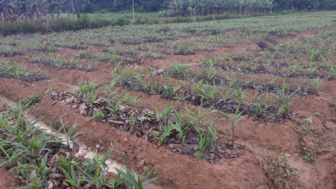 ലഭ്യത കുറയുന്നു; ഇഞ്ചി, നേന്ത്രക്കായ എന്നിവയ്ക്ക് വരുംനാളുകളില് വില ഉയരുമെന്ന് റിപ്പോർട്ട് ലഭ്യത കുറയുന്നു; ഇഞ്ചി, നേന്ത്രക്കായ എന്നിവയ്ക്ക് വരുംനാളുകളില് വില ഉയരുമെന്ന് റിപ്പോർട്ട്
