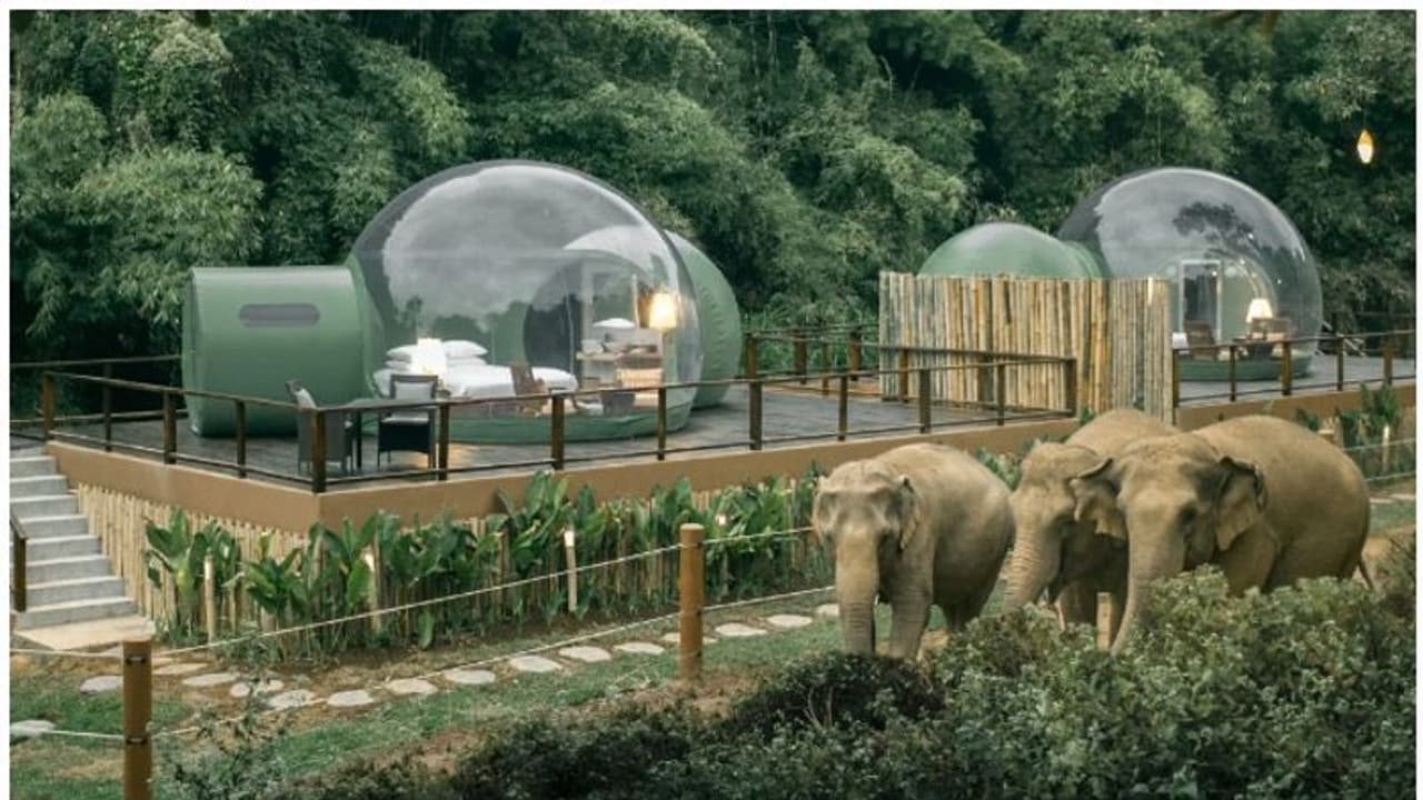 ആനകള്‍ മേയുന്ന കാട്ടില്‍ ക്യാമ്പ്, വ്യത്യസ്‍തത തേടുന്ന ടൂറിസം മേഖല...