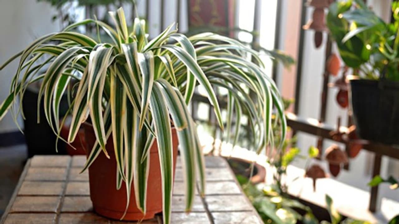 വളം കുറഞ്ഞുപോയാലും പ്രശ്നമില്ല, പക്ഷേ, കൂടുതലാവരുത്; സ്പൈഡര് ചെടി വളര്ത്തുമ്പോള് ശ്രദ്ധിക്കാന് വളം കുറഞ്ഞുപോയാലും പ്രശ്നമില്ല, പക്ഷേ, കൂടുതലാവരുത്; സ്പൈഡര് ചെടി വളര്ത്തുമ്പോള് ശ്രദ്ധിക്കാന്