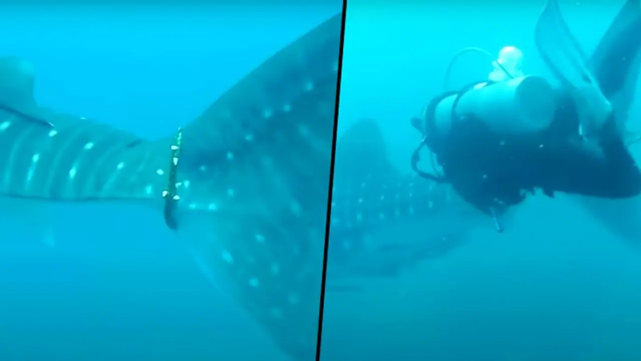 Thai divers struggle to free whale shark caught in rope (Video) Thai divers struggle to free whale shark caught in rope (Video)