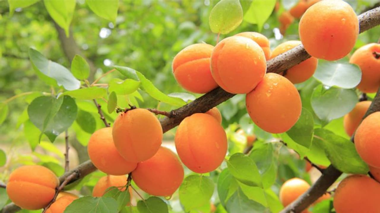 മരം നിറയെ പഴങ്ങള് വിളയുന്ന ആപ്രിക്കോട്ട് മരം നിറയെ പഴങ്ങള് വിളയുന്ന ആപ്രിക്കോട്ട്