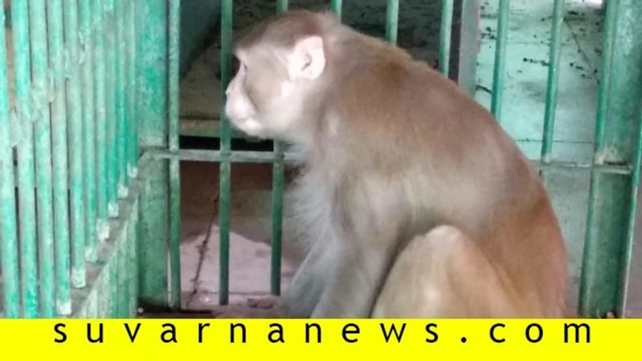 250 ಜನರಿಗೆ ಕಚ್ಚಿದ ಮಂಗಕ್ಕೆ ಜೀವಾವಧಿ ಶಿಕ್ಷೆ!