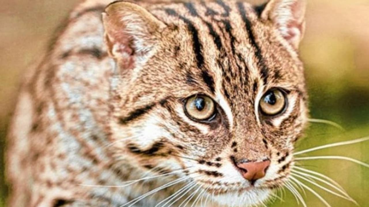 খাবারে বিষ মিশিয়ে গর্ভবতী বাঘরোলকে 'হত্যা', কেরল কাণ্ডের ছায়া এবার এ রাজ্যেও খাবারে বিষ মিশিয়ে গর্ভবতী বাঘরোলকে 'হত্যা', কেরল কাণ্ডের ছায়া এবার এ রাজ্যেও