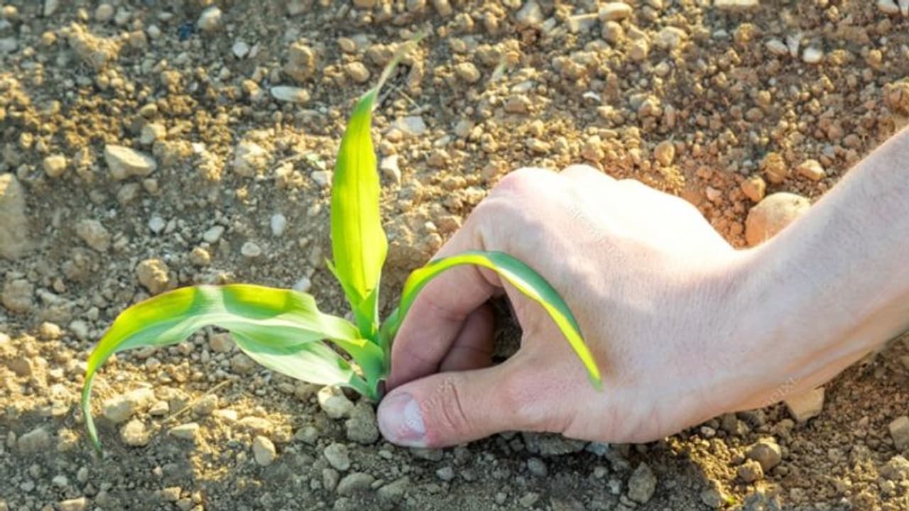 കാര്‍ഷിക സ്വയംപര്യാപ്തതയ്ക്ക് പുതിയ പദ്ധതി; മാതൃകയായി പാലക്കാട്ടെ ക്ഷീര സഹകരണസംഘങ്ങള്‍