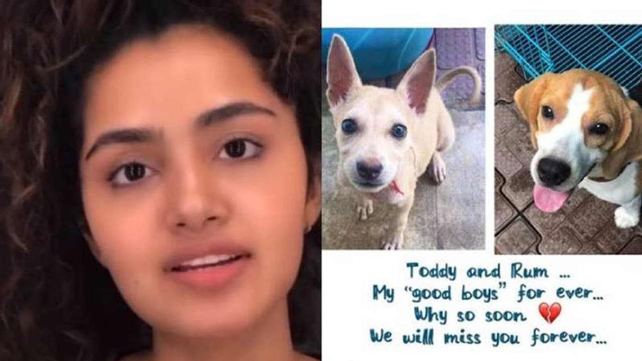 'നായ്ക്കുട്ടികളെ എനിക്ക് നഷ്ടപ്പെട്ടു; അവരെ ബാധിച്ച വൈറസിനെ കുറിച്ച് അറിയില്ലായിരുന്നു'; അനുപമ പരമേശ്വരന് 'നായ്ക്കുട്ടികളെ എനിക്ക് നഷ്ടപ്പെട്ടു; അവരെ ബാധിച്ച വൈറസിനെ കുറിച്ച് അറിയില്ലായിരുന്നു'; അനുപമ പരമേശ്വരന്