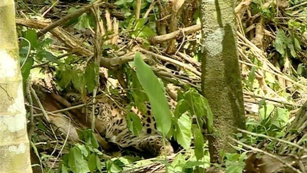 കെണിയിൽ പുലി കുടുങ്ങിയ സംഭവം: കർഷകന് ജാമ്യം, കുറ്റസമ്മത മൊഴി പുറത്ത് കെണിയിൽ പുലി കുടുങ്ങിയ സംഭവം: കർഷകന് ജാമ്യം, കുറ്റസമ്മത മൊഴി പുറത്ത്
