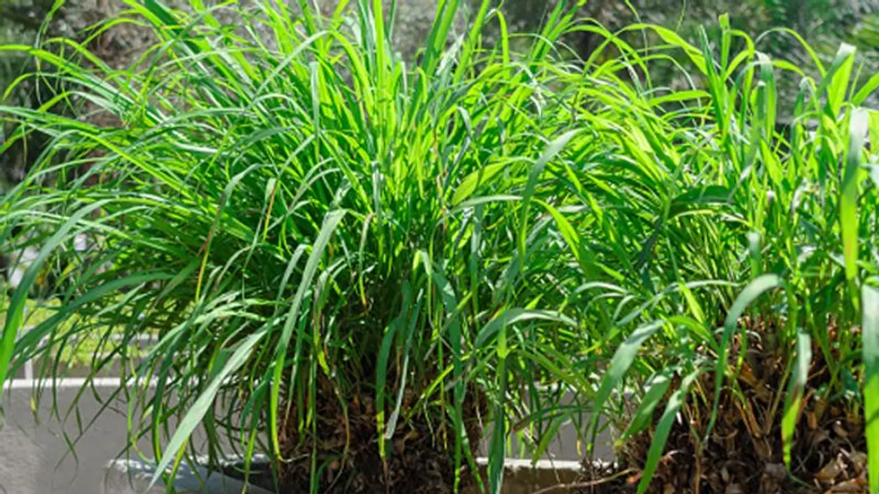 ഇഞ്ചിപ്പുല്ല് വീട്ടിനകത്തും പുറത്തും വളര്ത്താം; കീടങ്ങളെ അകറ്റാം ഇഞ്ചിപ്പുല്ല് വീട്ടിനകത്തും പുറത്തും വളര്ത്താം; കീടങ്ങളെ അകറ്റാം