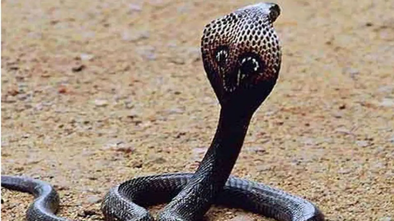 విజయనగరంలో విషాదం: పాము కాటుకు విద్యార్ధి మృతి, మరో ఇద్దరి పరిస్థితి విషమం