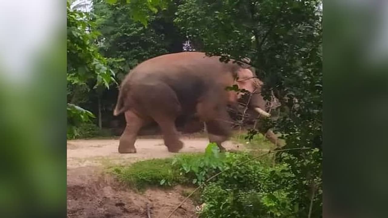 জঙ্গলে খাবারে আকাল, গ্রামে ঢুকে রেশন দোকানে হানা দিল হাতি জঙ্গলে খাবারে আকাল, গ্রামে ঢুকে রেশন দোকানে হানা দিল হাতি