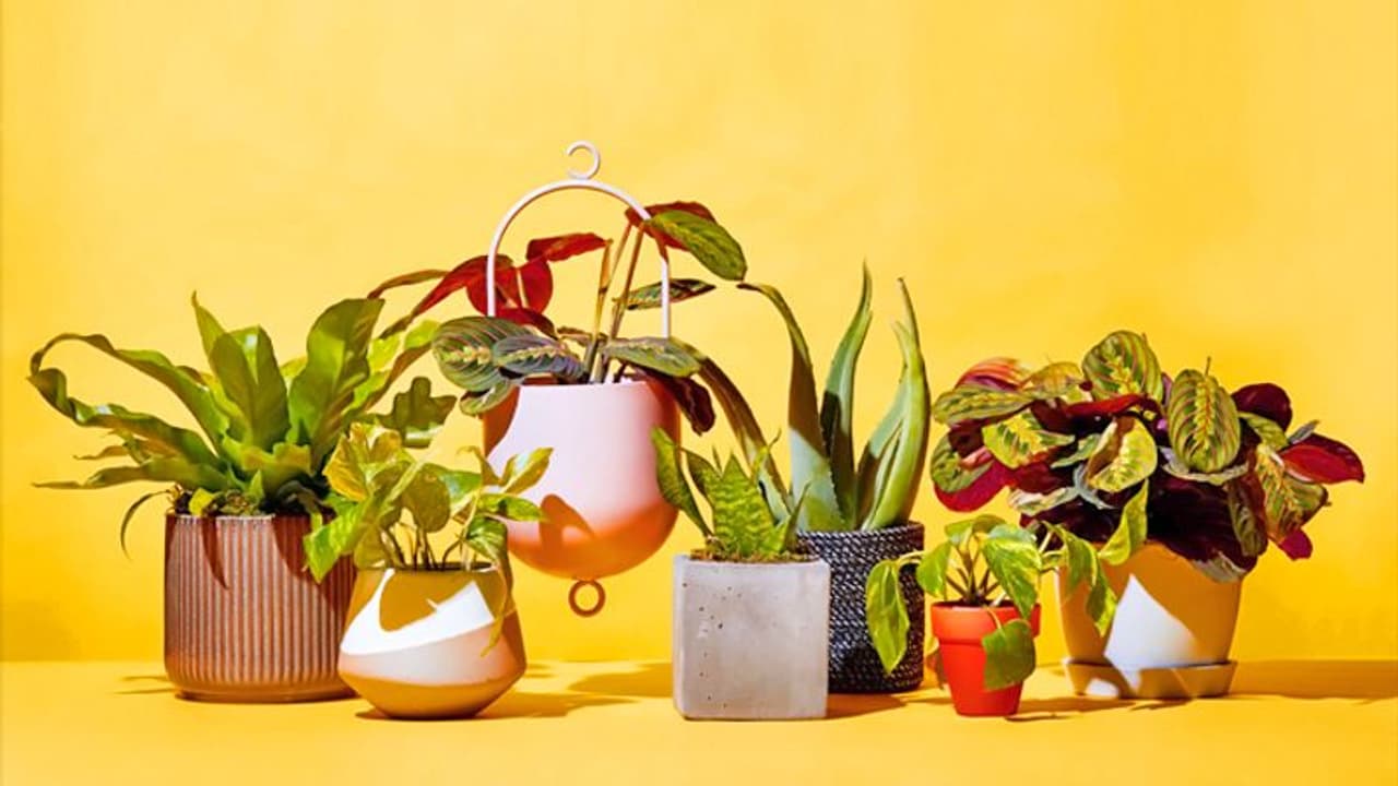 ये पौधे बन सकते हैं वास्तु दोष का कारण, घर में पौधे रखते समय ध्यान रखें ये बातें ये पौधे बन सकते हैं वास्तु दोष का कारण, घर में पौधे रखते समय ध्यान रखें ये बातें