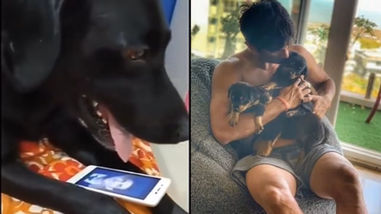 খাওয়া দাওয়া প্রায় বন্ধ, ছবি আকড়ে অঝোরে কেঁদেই চলেছে সুশান্তের প্রিয় পোষ্য খাওয়া দাওয়া প্রায় বন্ধ, ছবি আকড়ে অঝোরে কেঁদেই চলেছে সুশান্তের প্রিয় পোষ্য