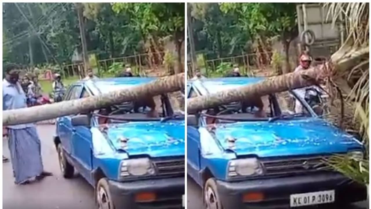 ഓടിക്കൊണ്ടിരുന്ന മാരുതി 800നെ തെങ്ങ് ചതിച്ചു, പിന്നെ സംഭവിച്ചത്! ഓടിക്കൊണ്ടിരുന്ന മാരുതി 800നെ തെങ്ങ് ചതിച്ചു, പിന്നെ സംഭവിച്ചത്!