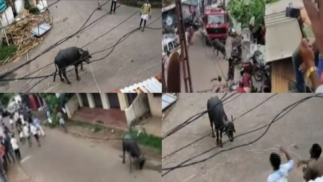 കൊല്ലത്ത് കശാപ്പിനെത്തിച്ച പോത്ത് വിരണ്ടോടി, നിരവധി പേർക്ക് പരിക്ക്; പിടിച്ചുകെട്ടുന്നതിനിടെ ചത്തു കൊല്ലത്ത് കശാപ്പിനെത്തിച്ച പോത്ത് വിരണ്ടോടി, നിരവധി പേർക്ക് പരിക്ക്; പിടിച്ചുകെട്ടുന്നതിനിടെ ചത്തു