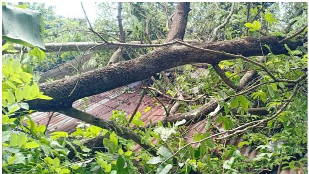 കാറ്റിലും മഴയിലും മരം കടപുഴകി വീണ് വീട് തകര്ന്നു കാറ്റിലും മഴയിലും മരം കടപുഴകി വീണ് വീട് തകര്ന്നു