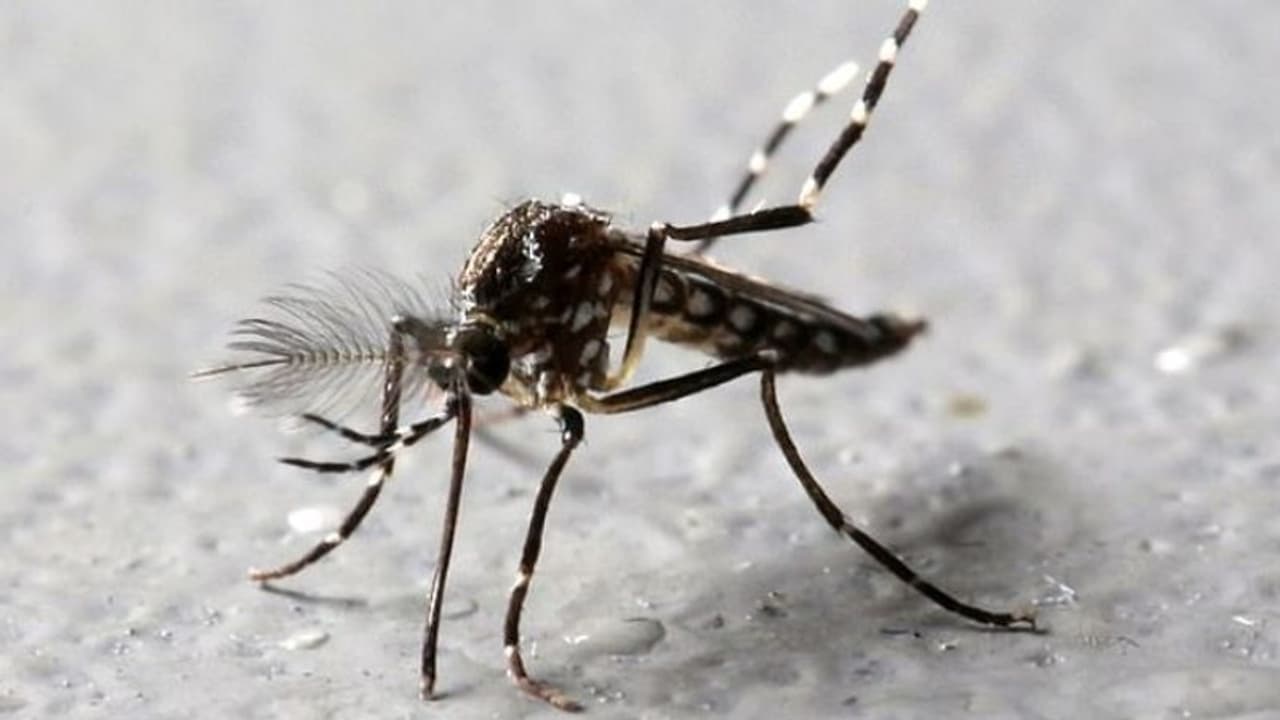 கொசுக்கள் ஏன் ரத்தம் குடிக்கிறது...!! விஞ்ஞானிகளை அதிரவைத்த ஆராய்ச்சி முடிவுகள்..!!