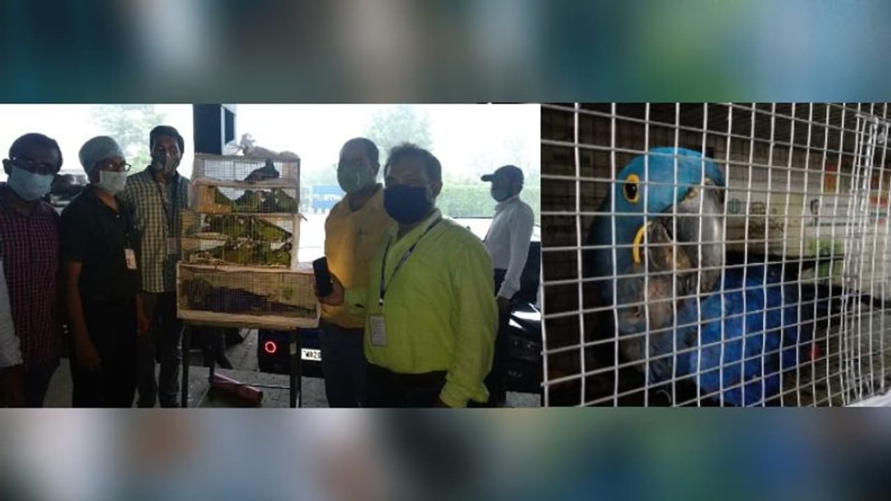 কোটি টাকার বিদেশী পাখি পাচারে কলকাতা বিমানবন্দরে পর্দা ফাঁস, আটক ২ কোটি টাকার বিদেশী পাখি পাচারে কলকাতা বিমানবন্দরে পর্দা ফাঁস, আটক ২