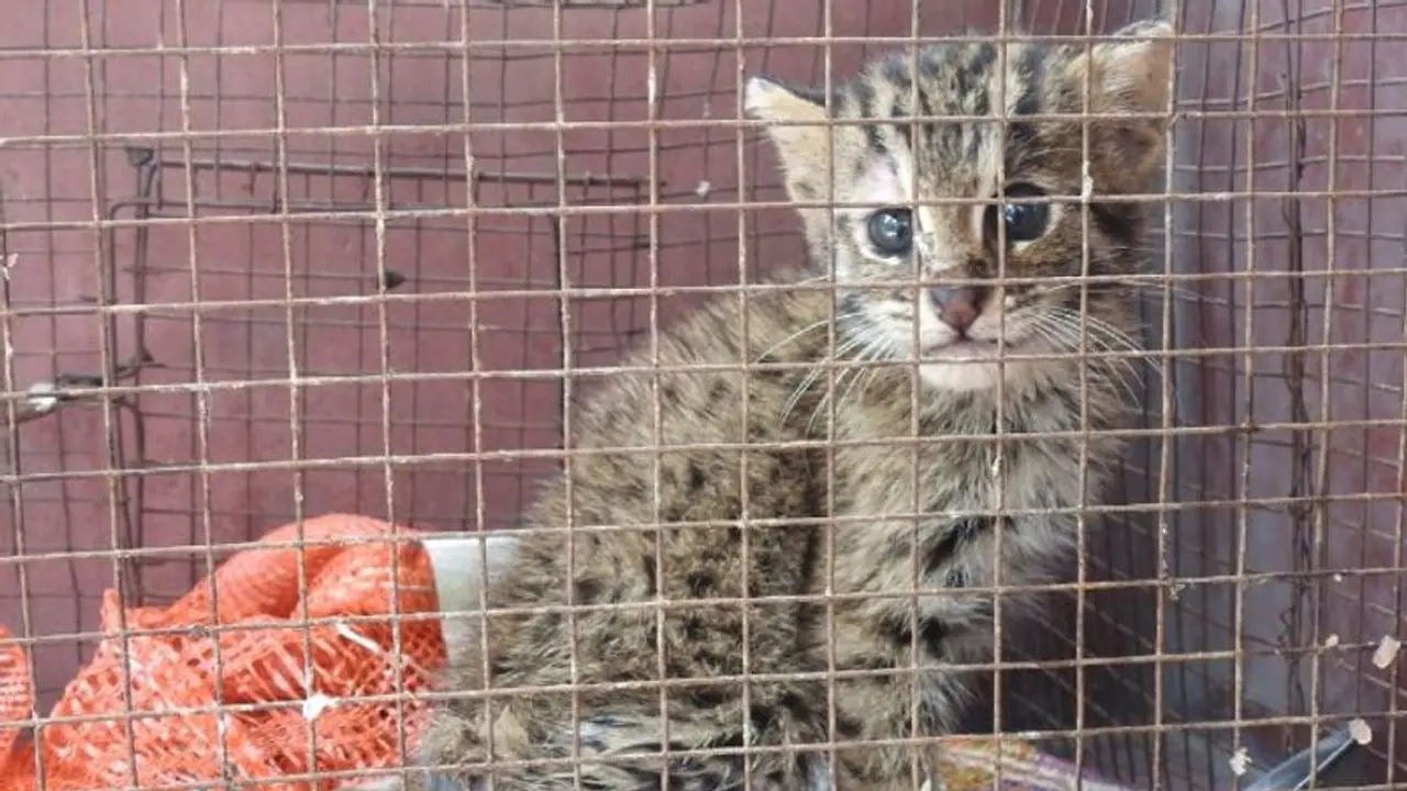 'দুর্ঘটনা'য় গুরুতর আহত, বাঘরোল শাবককে উদ্ধার করে বাড়ি নিয়ে গেলেন যুবক 'দুর্ঘটনা'য় গুরুতর আহত, বাঘরোল শাবককে উদ্ধার করে বাড়ি নিয়ে গেলেন যুবক