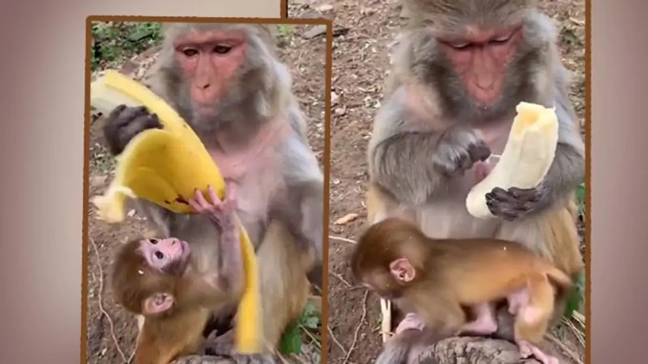 হনুমানের কলা খাওয়া ভাইরাল নেট দুনিয়ায়, কারণ জানতে দেখুন ভিডিওটি হনুমানের কলা খাওয়া ভাইরাল নেট দুনিয়ায়, কারণ জানতে দেখুন ভিডিওটি