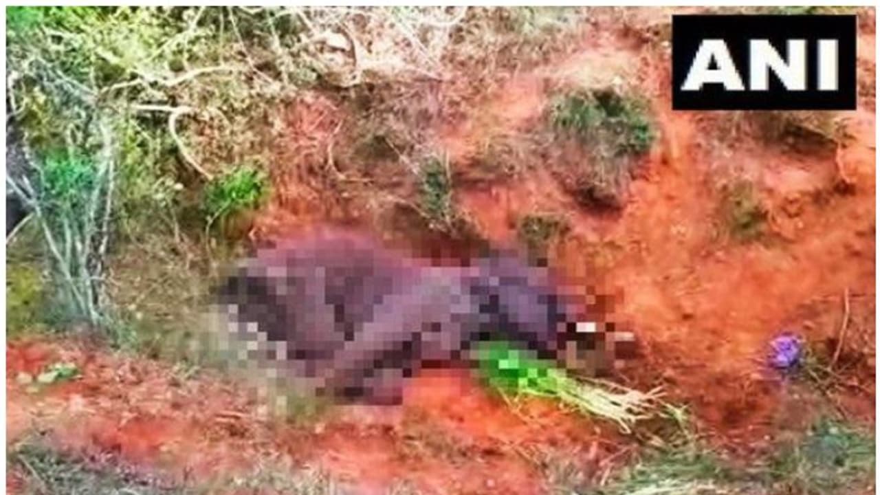 തമിഴ്നാട്ടില് സ്ഫോടകവസ്തു കടിച്ച് വായ തകര്ന്ന ആന ചരിഞ്ഞു തമിഴ്നാട്ടില് സ്ഫോടകവസ്തു കടിച്ച് വായ തകര്ന്ന ആന ചരിഞ്ഞു