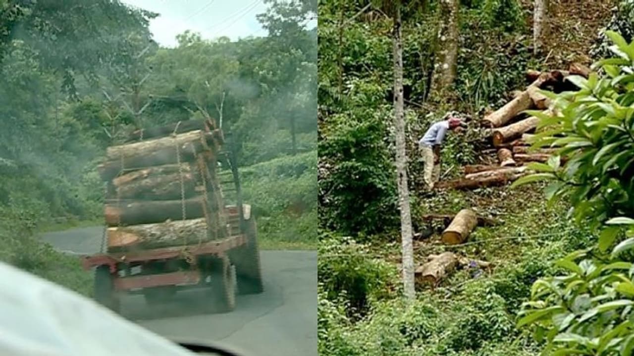 ഏലപ്പാറയിൽ പരിസ്ഥിതി ലോല പ്രദേശത്ത് സ്വകാര്യ എസ്റ്റേറ്റിന്റെ അനധികൃത മരംമുറി ഏലപ്പാറയിൽ പരിസ്ഥിതി ലോല പ്രദേശത്ത് സ്വകാര്യ എസ്റ്റേറ്റിന്റെ അനധികൃത മരംമുറി