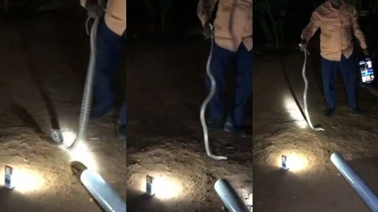 ഉത്രയെ കൊല്ലാൻ ഉപയോഗിച്ച പാമ്പിൻ്റെ ദൃശ്യങ്ങൾ പുറത്ത്, സുരേഷിന് വിഷവിൽപ്പനയുണ്ടായിരുന്നതായി സംശയം ഉത്രയെ കൊല്ലാൻ ഉപയോഗിച്ച പാമ്പിൻ്റെ ദൃശ്യങ്ങൾ പുറത്ത്, സുരേഷിന് വിഷവിൽപ്പനയുണ്ടായിരുന്നതായി സംശയം