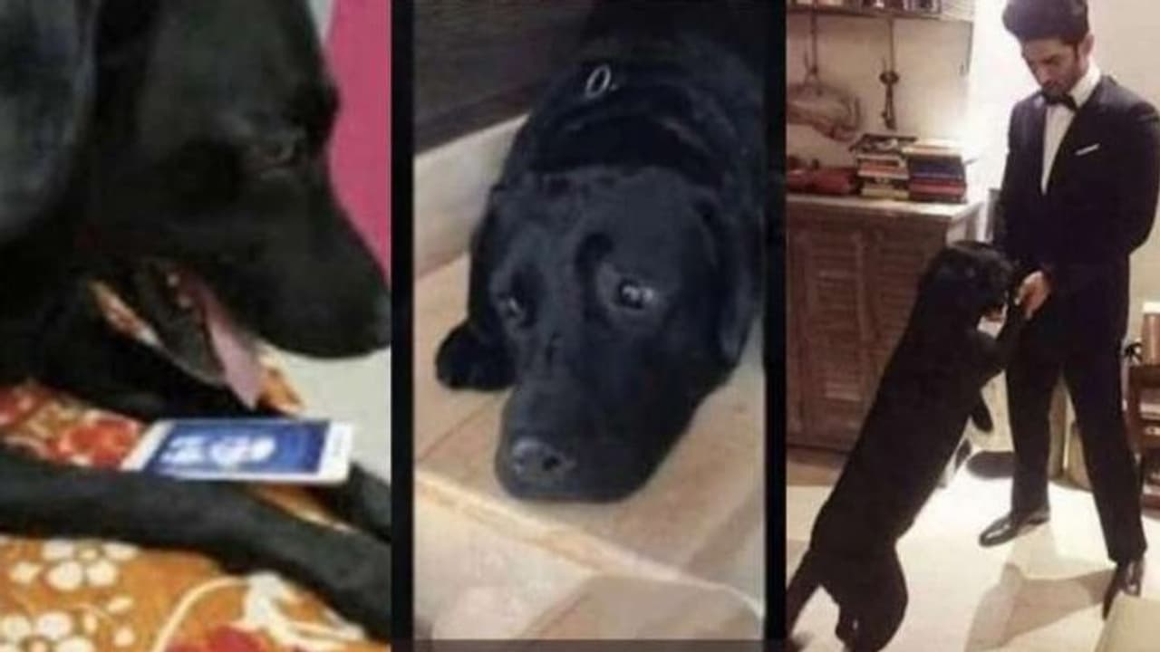 ఫ్యాక్ట్ చెక్: సుశాంత్ సింగ్ రాజ్పుత్ కుక్క చనిపోయిందా..? ఫ్యాక్ట్ చెక్: సుశాంత్ సింగ్ రాజ్పుత్ కుక్క చనిపోయిందా..?