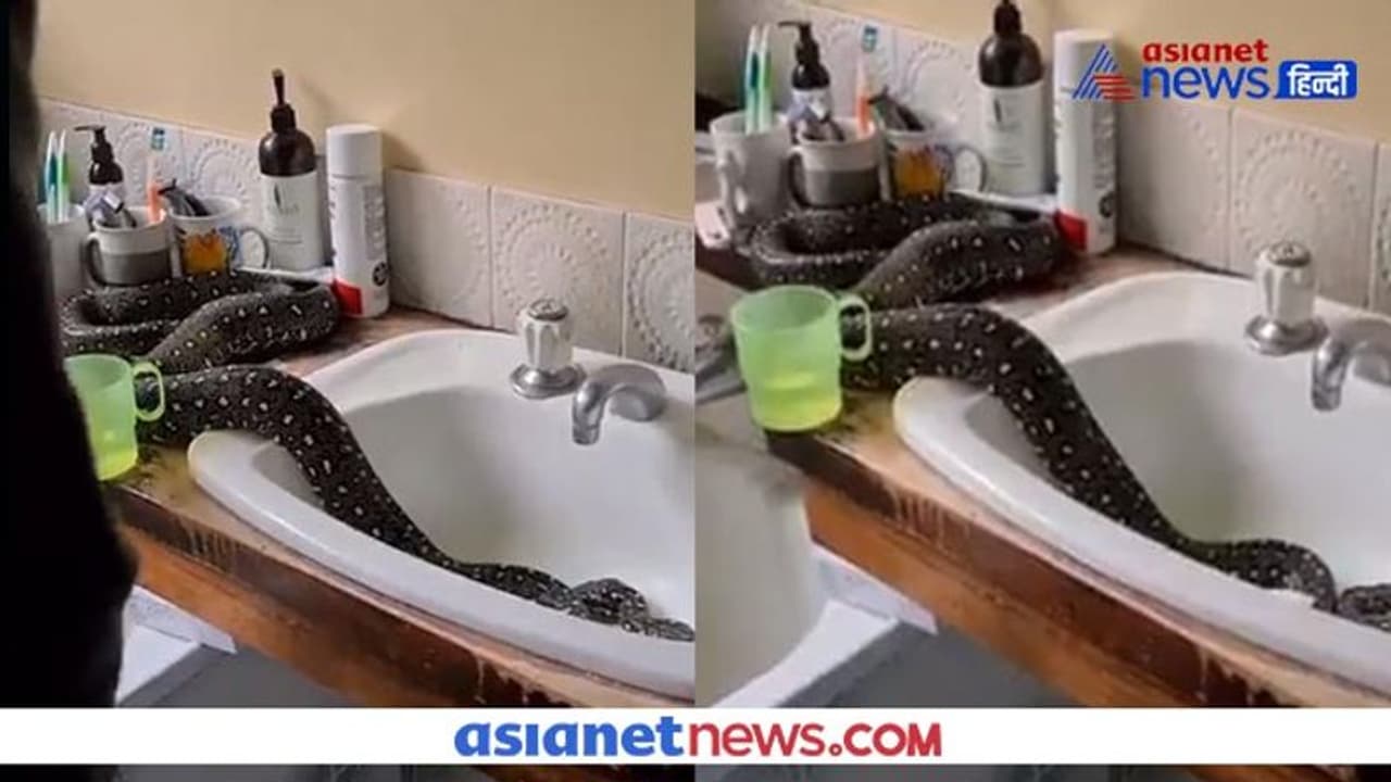 తప్పిన ప్రమాదం...భారీ వర్షాలతో బాత్రూంలోకి చేరిన ఐదడుగుల కొండచిలువ తప్పిన ప్రమాదం...భారీ వర్షాలతో బాత్రూంలోకి చేరిన ఐదడుగుల కొండచిలువ