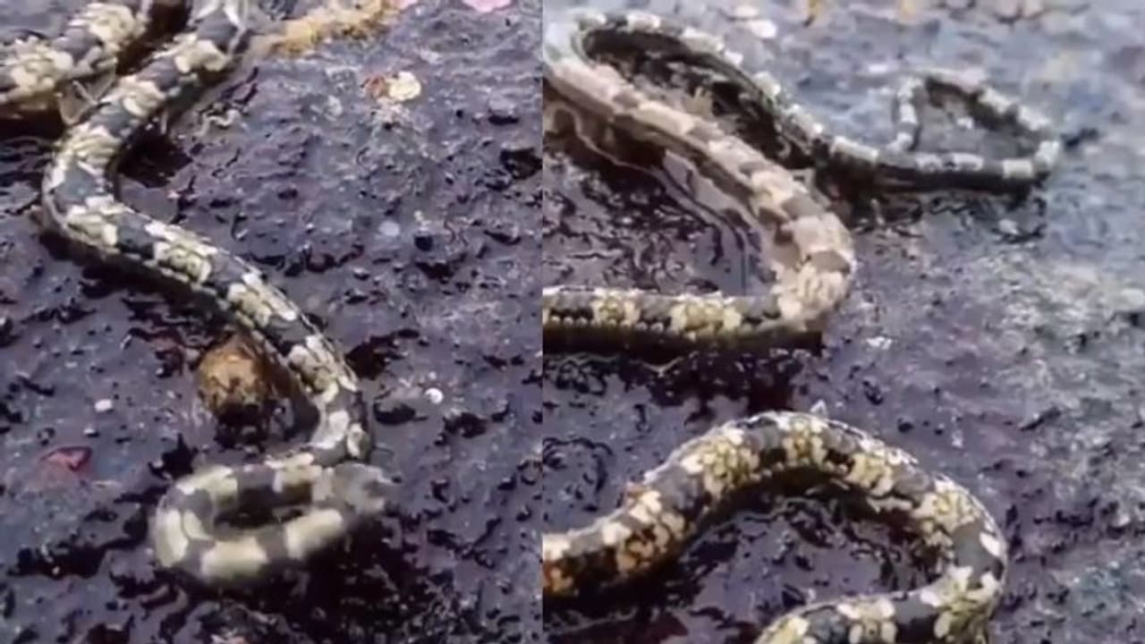 പാമ്പല്ല, വേറെയെന്താണ്!; വൈറലായി 'വിചിത്രജീവി'യുടെ വീഡിയോ... പാമ്പല്ല, വേറെയെന്താണ്!; വൈറലായി 'വിചിത്രജീവി'യുടെ വീഡിയോ...