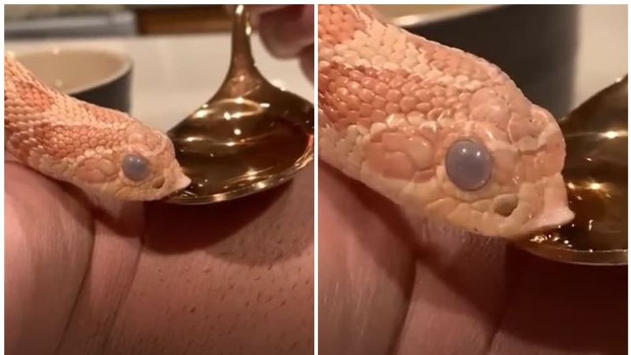 സ്പൂണില് നിന്ന് വെളളം കുടിക്കുന്ന പാമ്പ്; വെെറലായി വീഡിയോ സ്പൂണില് നിന്ന് വെളളം കുടിക്കുന്ന പാമ്പ്; വെെറലായി വീഡിയോ