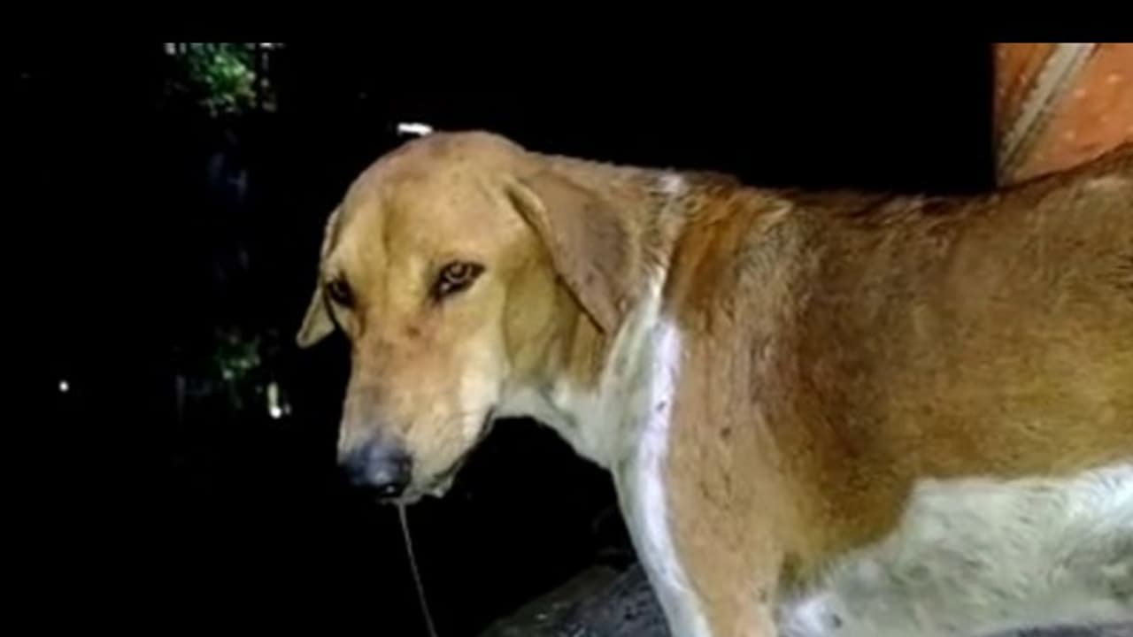 തെരുവ് നായ ശല്യം: ഇന്ന് ഉന്നതതല യോഗം, കർമ്മപദ്ധതി അവലോകനം ചെയ്യും