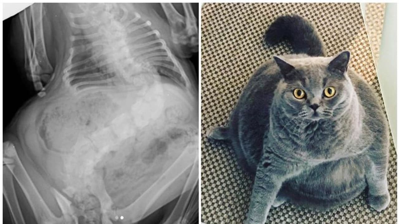 നട്ടെല്ലിന് വളവുള്ളതിന്റെ പേരിൽ ദയാവധത്തിന്റെ വക്കിലെത്തിയ പിറ്റോ അവിടെ നിന്ന് നടന്നത് സ്വൈരജീവിതത്തിലേക്ക് നട്ടെല്ലിന് വളവുള്ളതിന്റെ പേരിൽ ദയാവധത്തിന്റെ വക്കിലെത്തിയ പിറ്റോ അവിടെ നിന്ന് നടന്നത് സ്വൈരജീവിതത്തിലേക്ക്